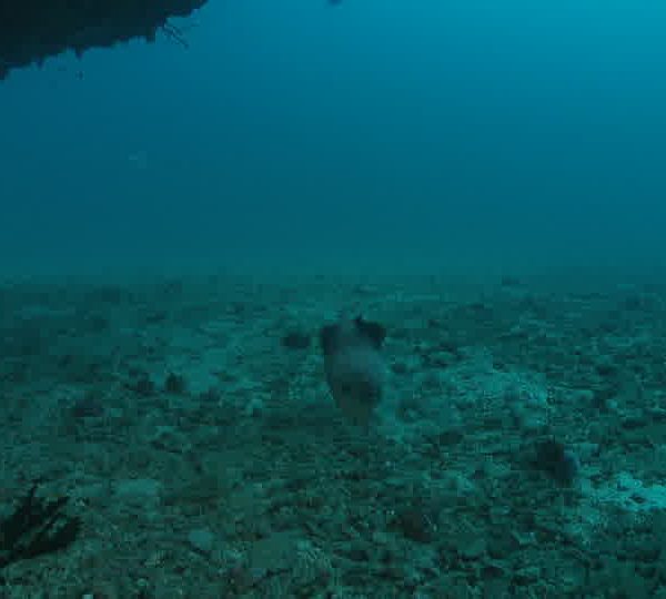 Baliste_souffle_dans_sable.jpg