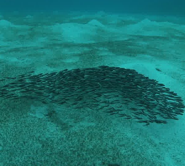 Ban_de_petit_poissons_chats_plan_moyen.jpg