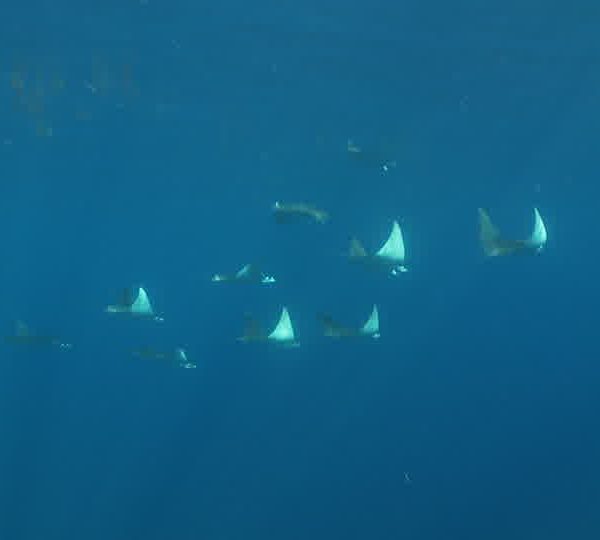 Ban de raies mobula au fond