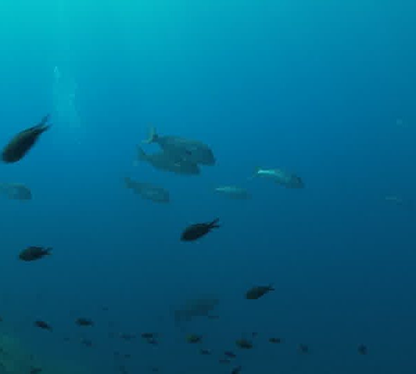 Banc de barracudas et ban de dentis