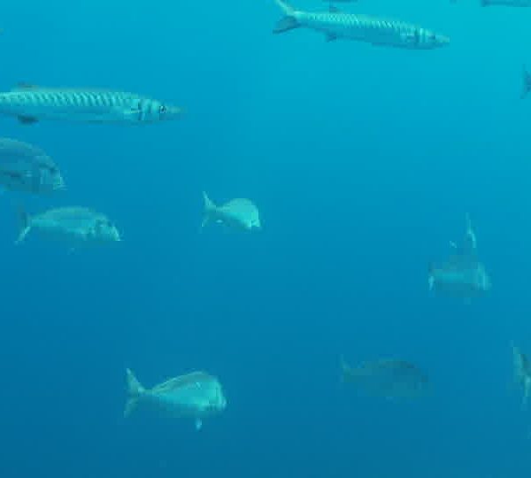 Banc de barracudas et dentis gros plan