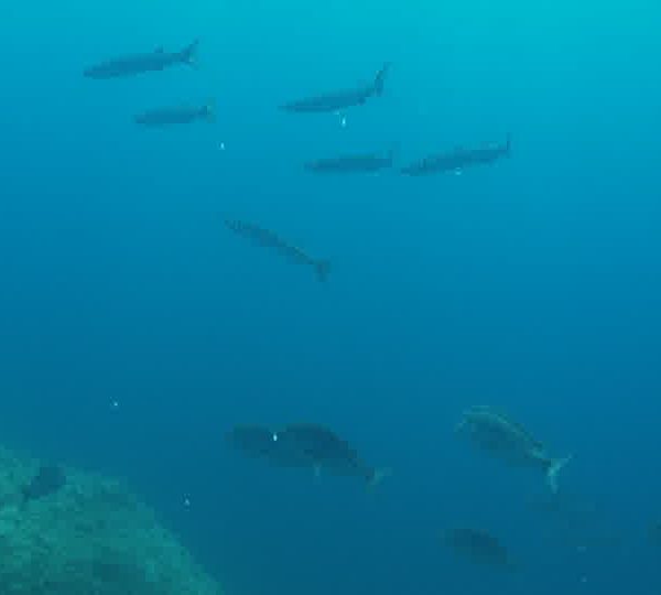 Banc de barracudas et dentis vu de dessus