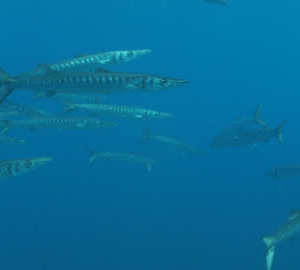 Banc de barracudas gros plan