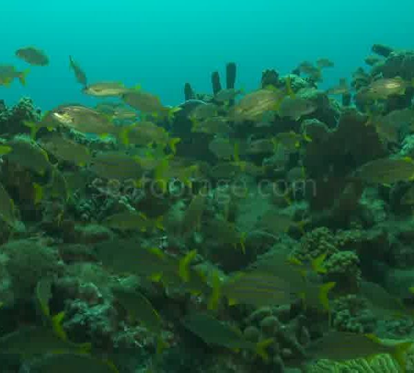 Banc de Ludjiant et travelling sur eponge et corail