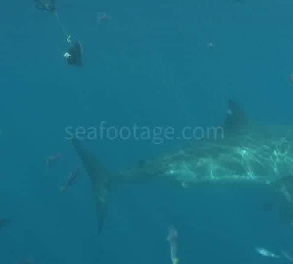 Banc_de_chinchards_sur_tete_de_poisson_requin_arrive