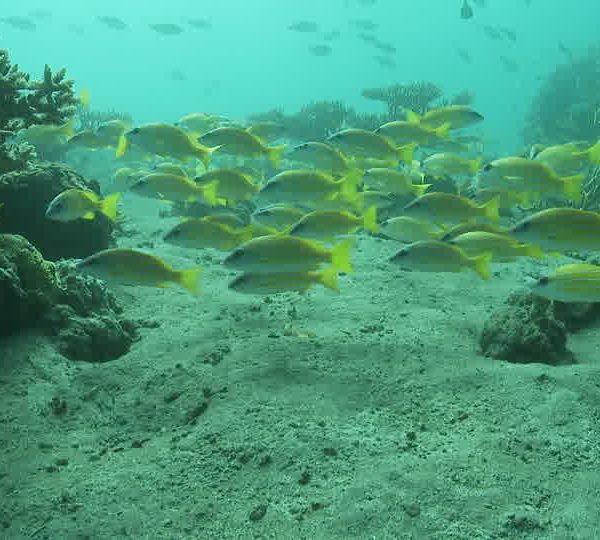 Banc_de_ludjians_passent_entre_corail