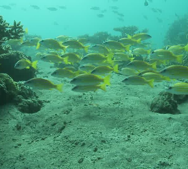 Banc_de_ludjians_passent_entre_corail