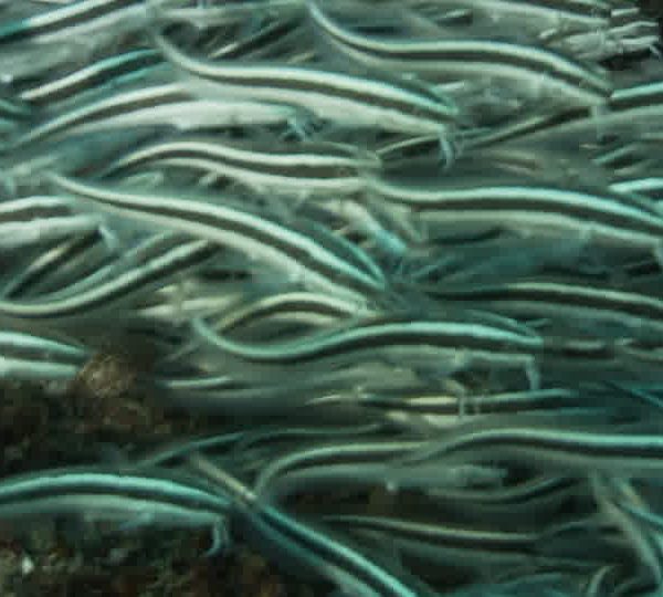 Banc_de_poissons_chats_avec_poissons_ecureuil.jpg