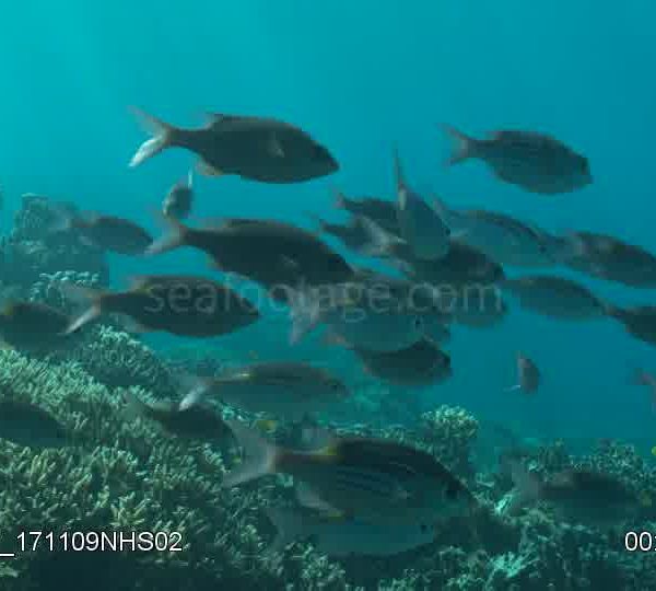 Banc_de_vivanaux_sur_corail_vue_de_cote