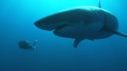 Banque-videos-requins-blancs