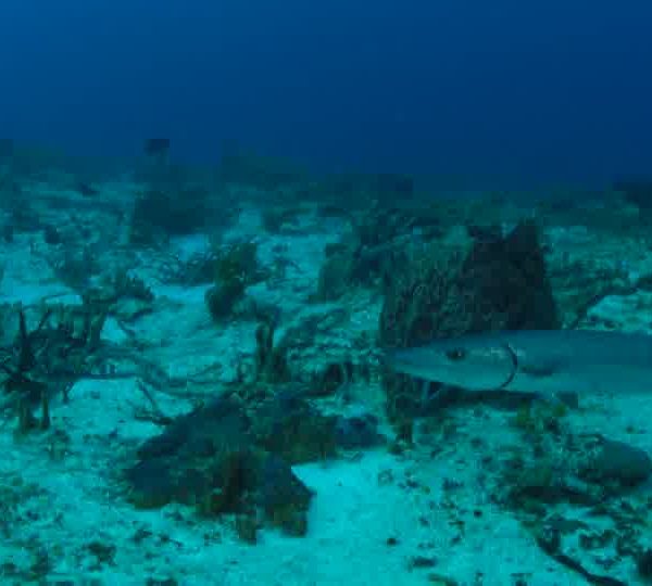 Barracuda_immobile_sur_sable