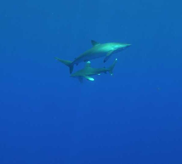 Requin_gris_et_longimanus__SDC_