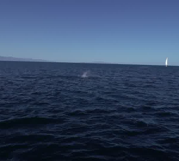 C0115_Raies_Mobula_suatent_devant_voilier.jpg