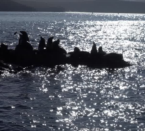 C0162_Otaries_en_groupe_sur_rocher_en_contre_jour.jpg