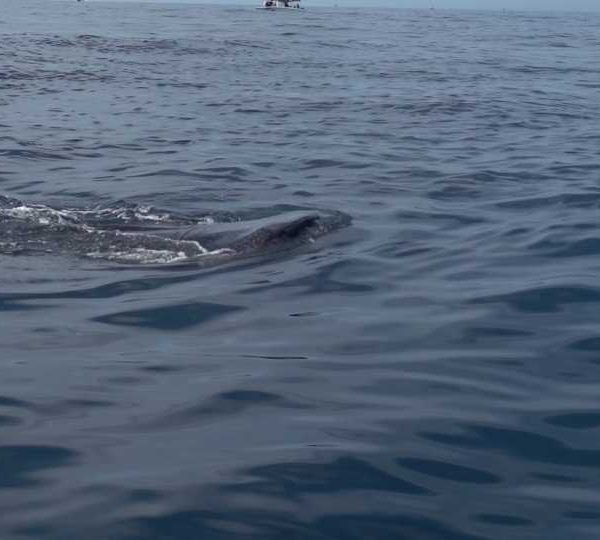 C0300_Requin_baleine_vient_vers_bateau_a_la_surface.jpg