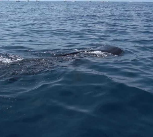 C0307_Requin_baleine_mange_sous_la_surface