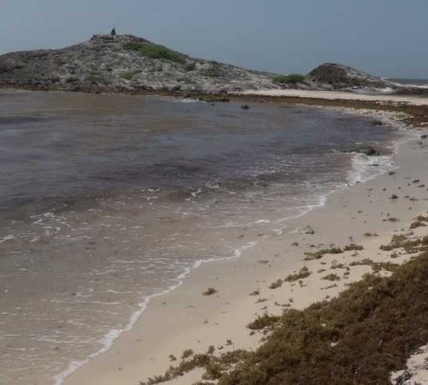 C0344_Sargesse_echoue_sur_la_plage_avec_enfants_qui_se_baignent