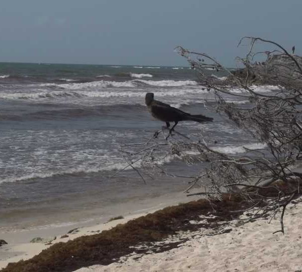 C0356_Oiseau_pose_sur_branche_regarde_mer_avec_Sargasses