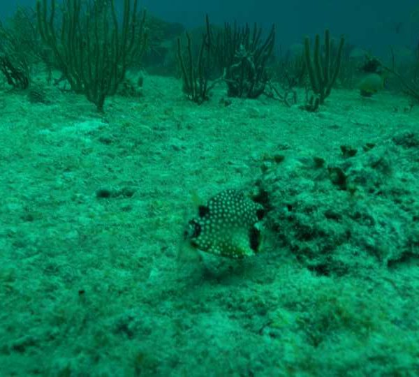 C1898_Jeune_poissons_coffre_mange_dans_le_sable_de_face