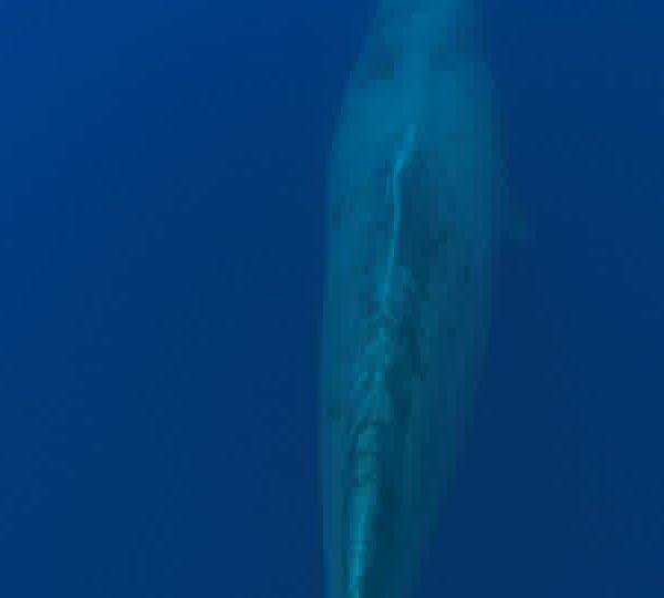 Cachalot_gros_male_avec_balise_satellite_dessus.jpg