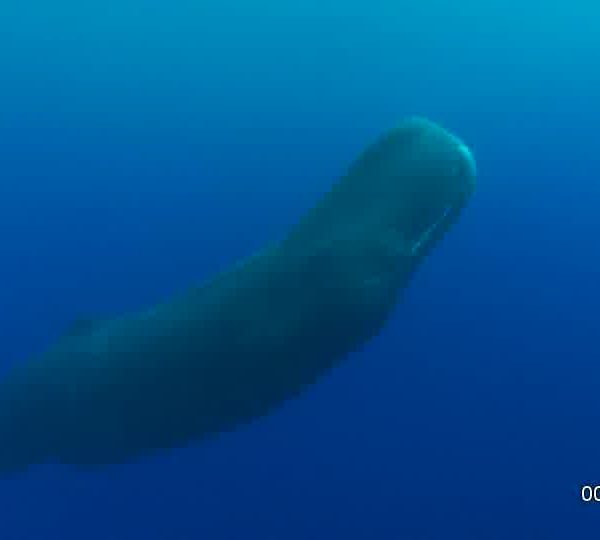 Cachalot_se_redresse_et_par_racord_chandelle Cachalot_se_redresse_et_par_racord_chandelle