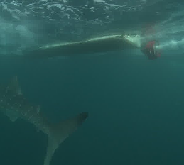 Cache_helice_avec_requin_baleine