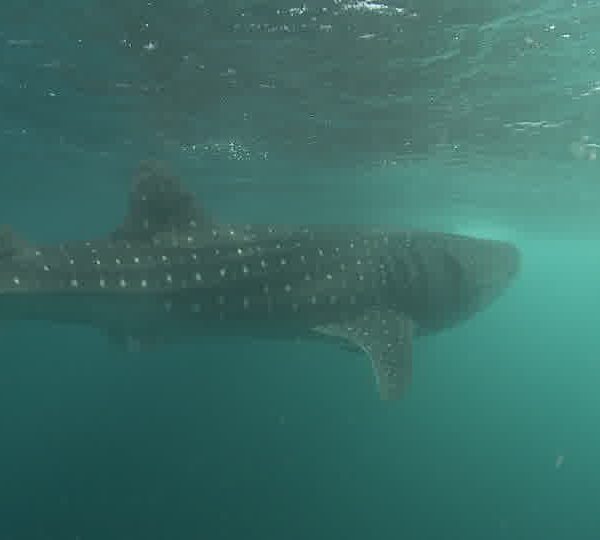 Cache_helice_avec_requin_baleine_OK