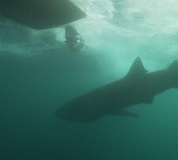 Cache_helice_avec_requin_baleine_OKOKOK