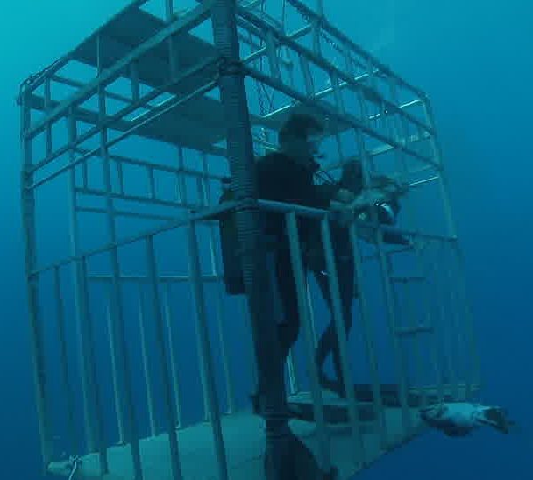 Cage_plongeur_appate_et_requin_blanc_dessous