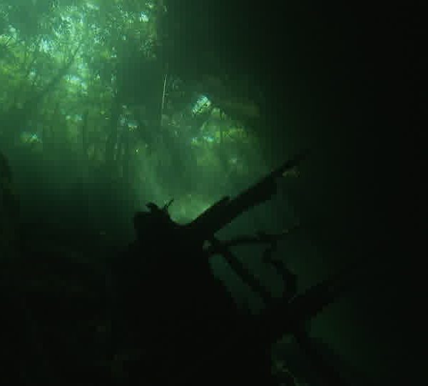 Cenote_Foret_vue_de_dessous.jpg