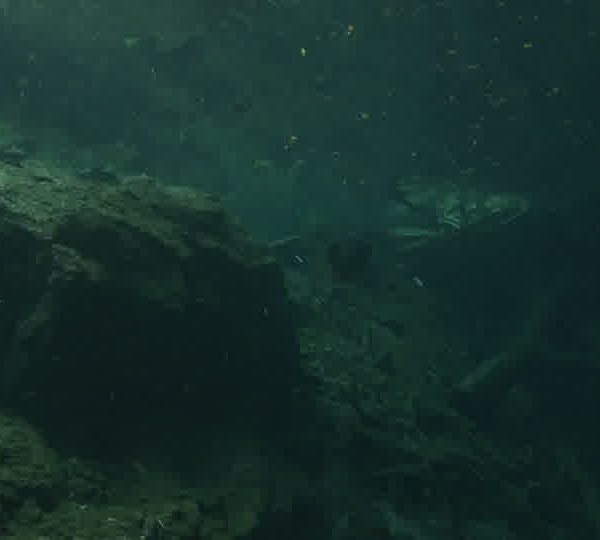 Cenote_carpe_mange_part_et_revient_vert_camera.jpg