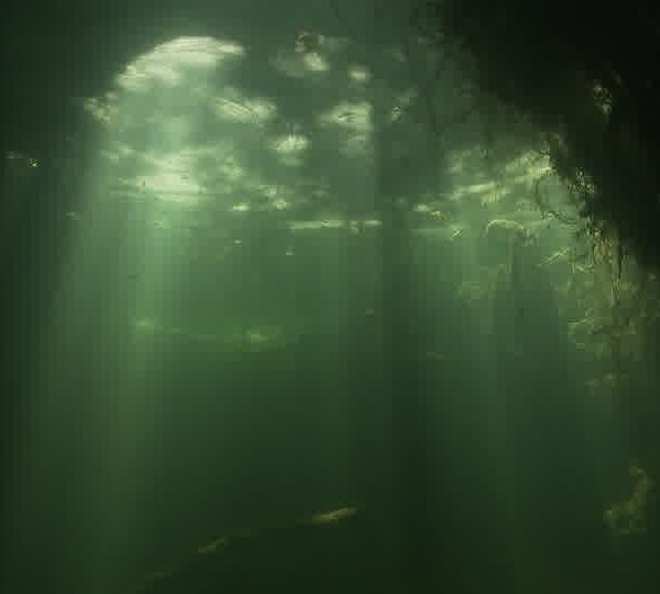 Cenote_foret_puit_de_lumiere.jpg