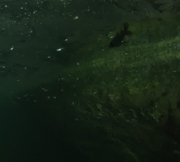 Cenote_poissons_chat_de_face_et_guppys.jpg