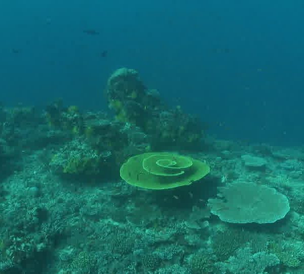 Corail_en_forme_de_fleur_jaune.jpg