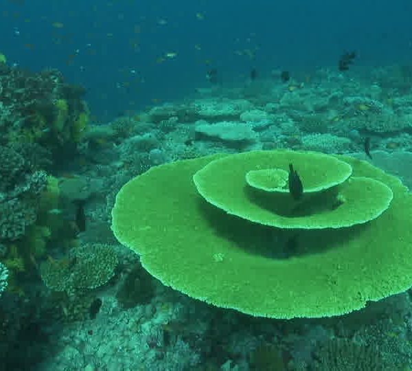 Corail_en_forme_de_fleur_jaune_traveling_en_rond.jpg