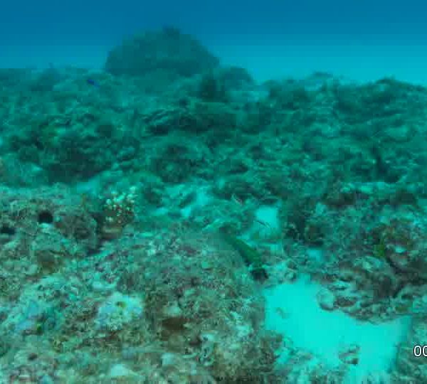 Crevette_mantis_vole_sur_corail_et_rentre_dans_trou