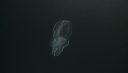 Ctenophore