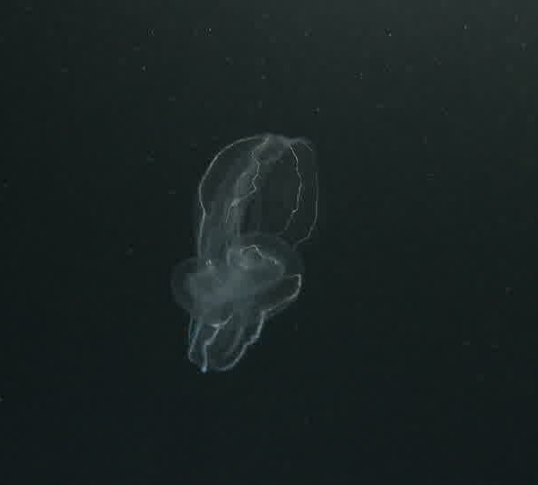 Ctenophore