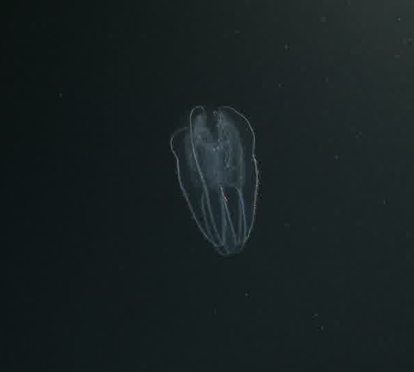 Ctenophore2