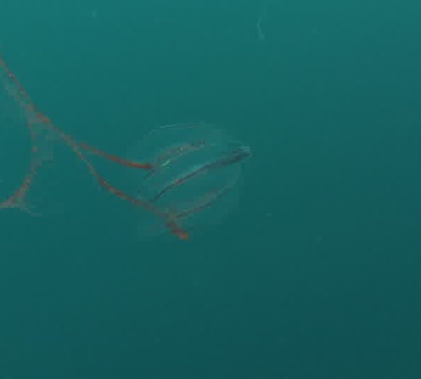 Ctenophore_Plan_large_et_gros_plan.jpg