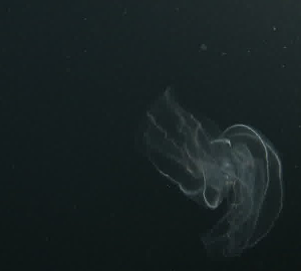 Ctenophore_clignote.jpg