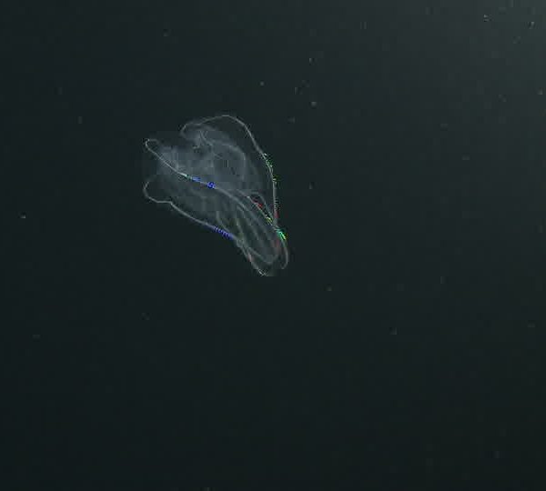 Ctenophore_clignote_bien.jpg