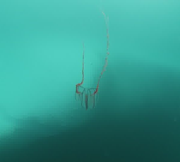 Ctenophore_davant_glacier.jpg