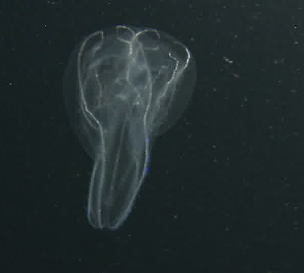 Ctenophore_de_face.jpg