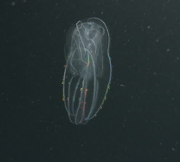 Ctenophore_de_face_tourne_et_clignote.jpg