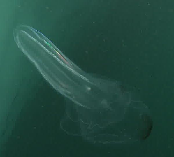 Ctenophore_en_forme_de_sex.jpg