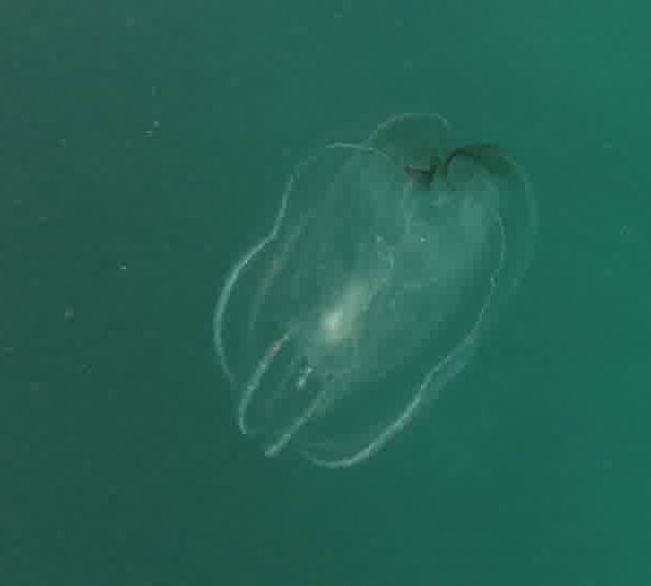 Ctenophore_gros_change_de_couleur.jpg