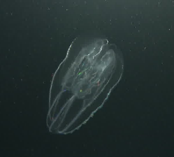 Ctenophore_gros_plan.jpg