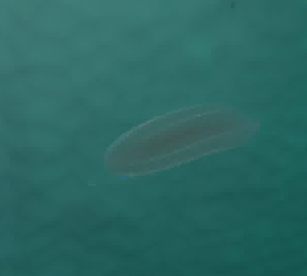 Ctenophore_ouvre_la_bouche.jpg