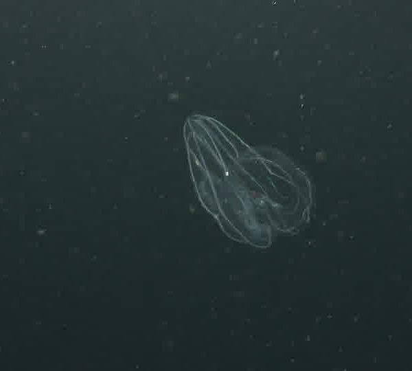 Ctenophore_plan_large.jpg